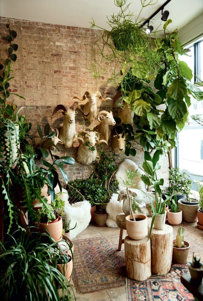 Indoor space with various potted plants, wooden stools, and animal head wall decor on a brick wall. Rug covers the floor, and natural light enters through large windows.