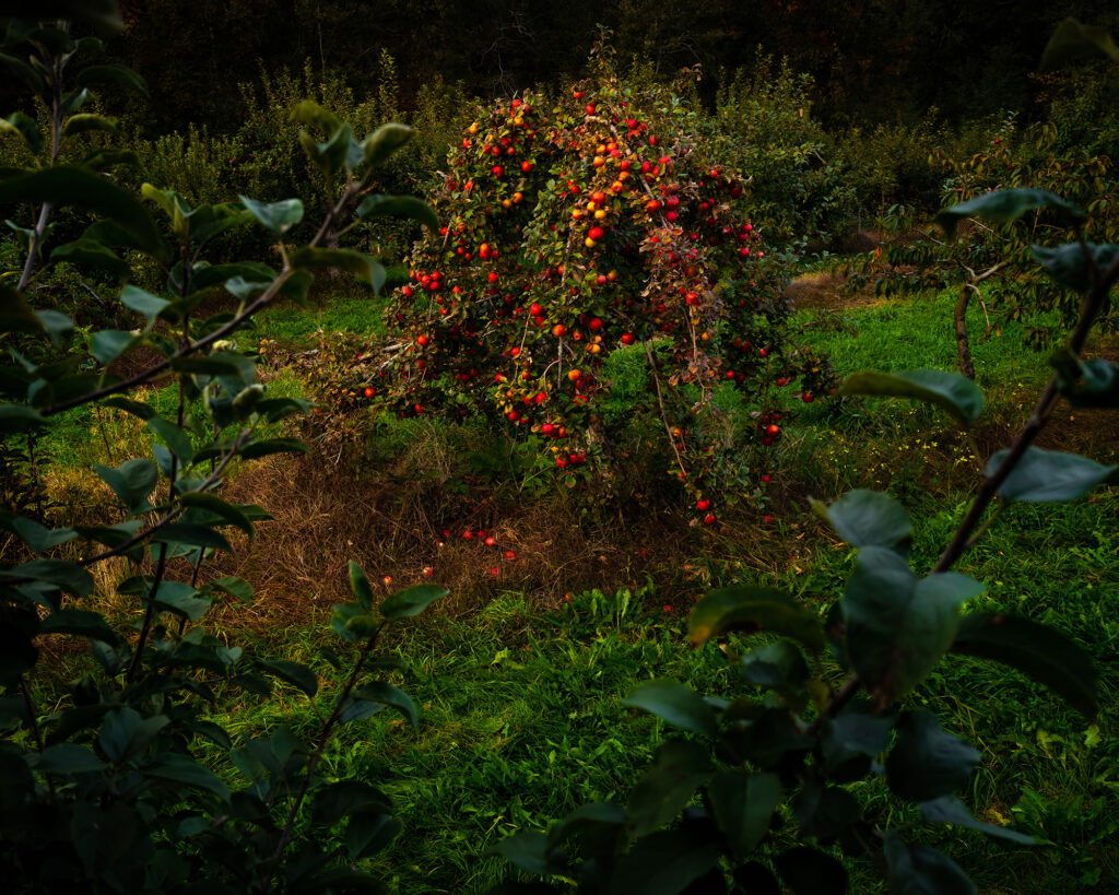 A small apple tree with abundant red apples stands in a grassy orchard, surrounded by green foliage and other trees.