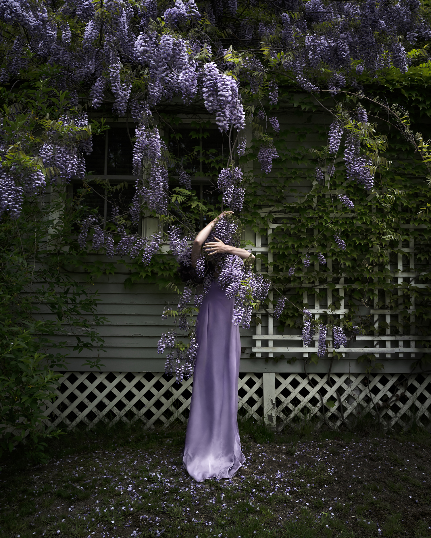 A person in a long lavender dress stands under hanging purple wisteria flowers, partially obscured by the blossoms, against a vine-covered wooden wall.