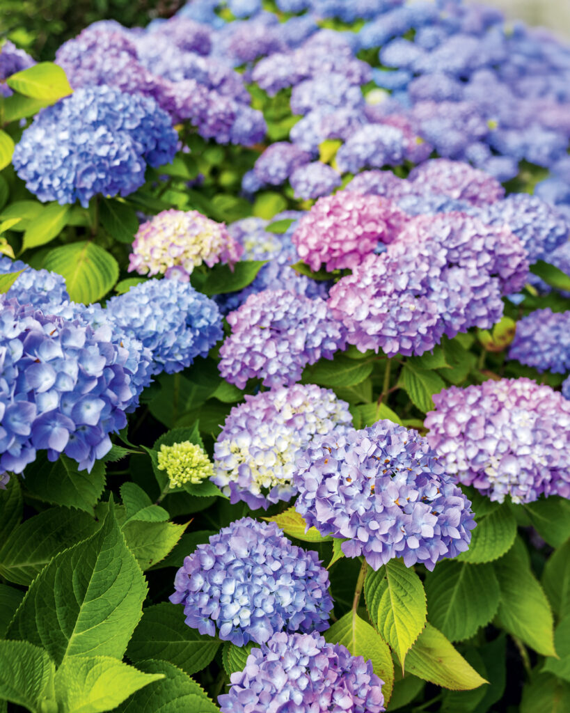 Clusters of blue, purple, and pink hydrangea flowers bloom among green leaves in a garden setting.