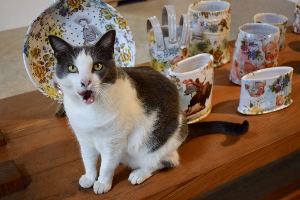 Jane's Art Center, New Smyrna Beach, Florida, resident cat