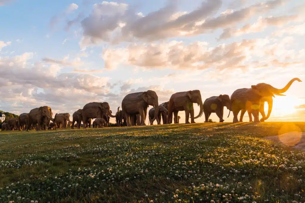 The Great Elephant Migration is heading to Boston