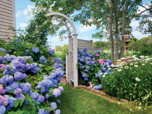 Cape Cod Hydrangea Festival. A garden with blue and pink hydrangeas, white daisies, a wooden archway, a birdhouse on a post, and trees beside a house under a partly cloudy sky.