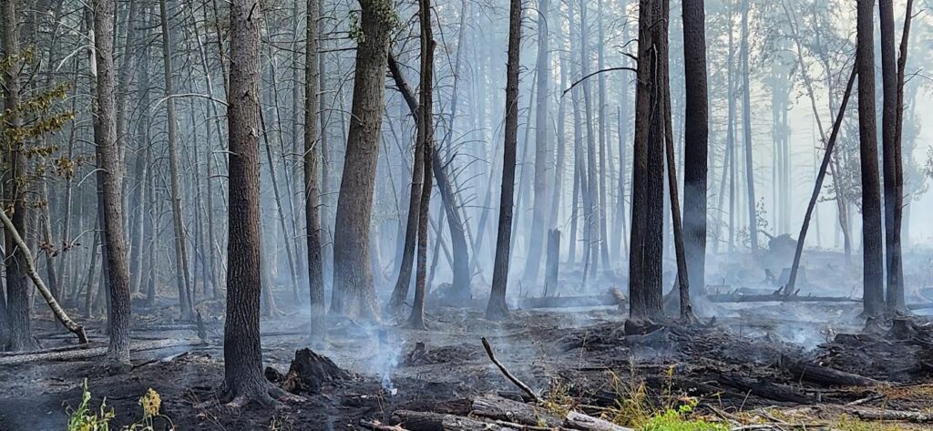 A forest with charred trees and smoldering ground after a wildfire, with smoke still visible among the trunks.