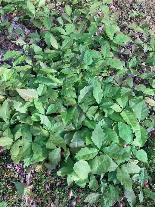 A dense patch of green poison ivy plants with three-leaf clusters growing on the ground among grass and small fallen leaves.