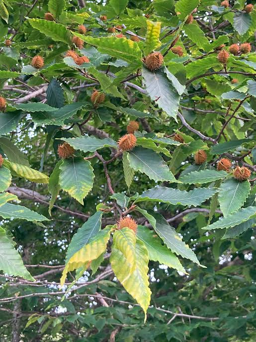 Green tree branches with serrated leaves and clusters of small, spiky, brown seed pods among the foliage.