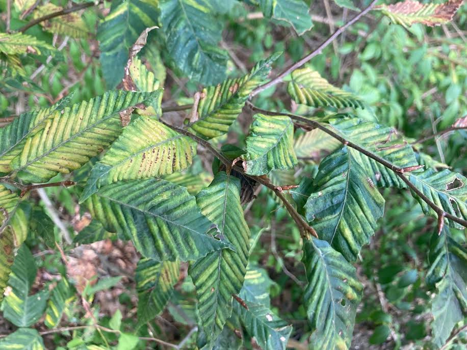 Beech Leaf Disease: A New Pathogen Spreading Rapidly Through New England. A close-up of green leaves with yellow and brown streaks, showing signs of discoloration and damage, on a background of dense foliage.