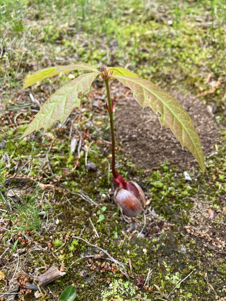 A young oak seedling with leaves grows from an acorn, surrounded by grass and moss on the ground.