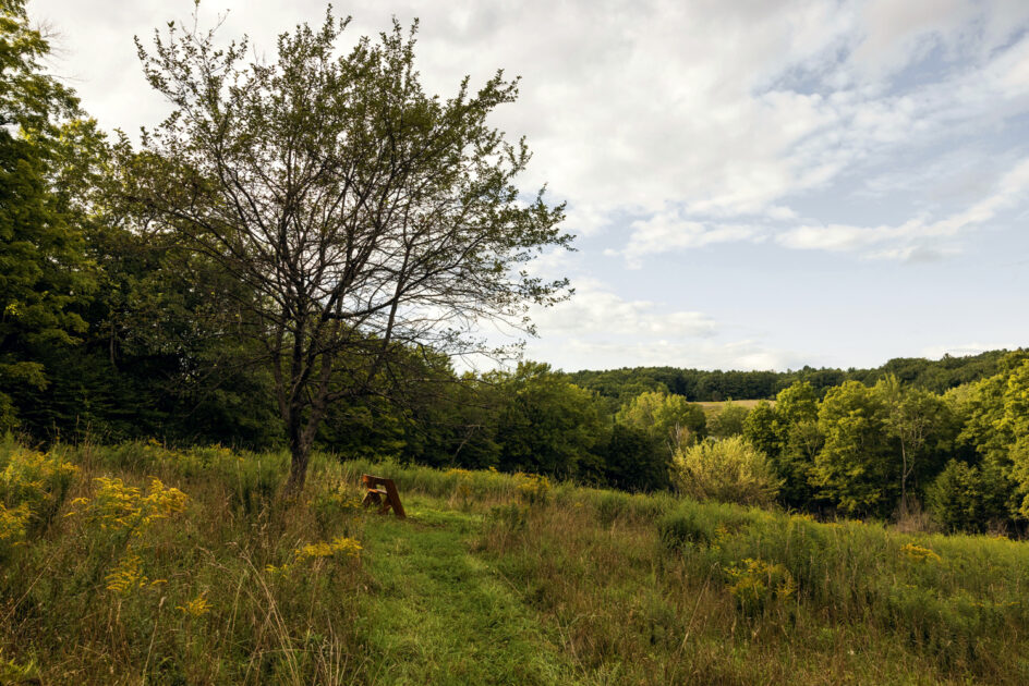 A wooden bench sits under a tree in a grassy field surrounded by green trees, with a partly cloudy sky overhead.