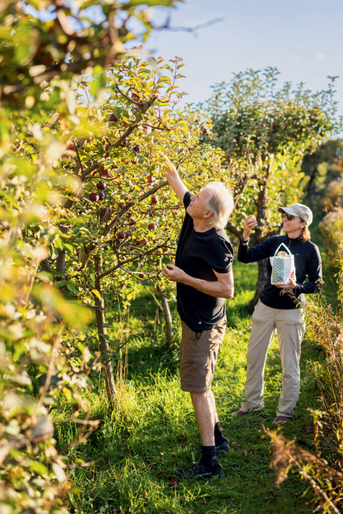 Two people stand in an orchard picking apples from trees on a sunny day; one person holds a basket while the other reaches for an apple.