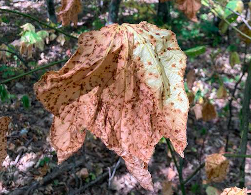 A large, brown, and wilted leaf with spots hangs from a branch in a forested area, surrounded by other leaves and dappled sunlight.