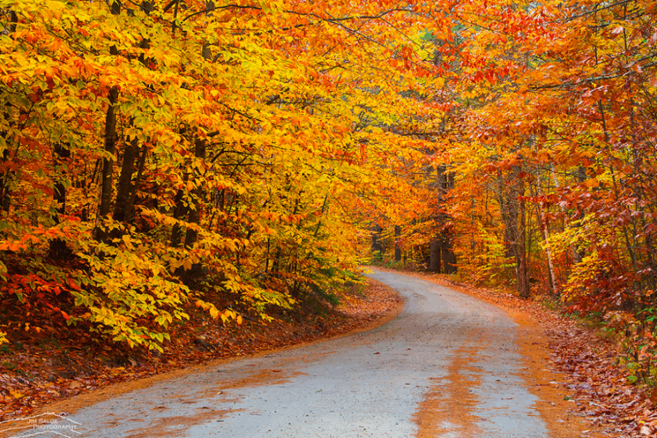 Beech Leaf Disease: A New Pathogen Spreading Rapidly Through New England
