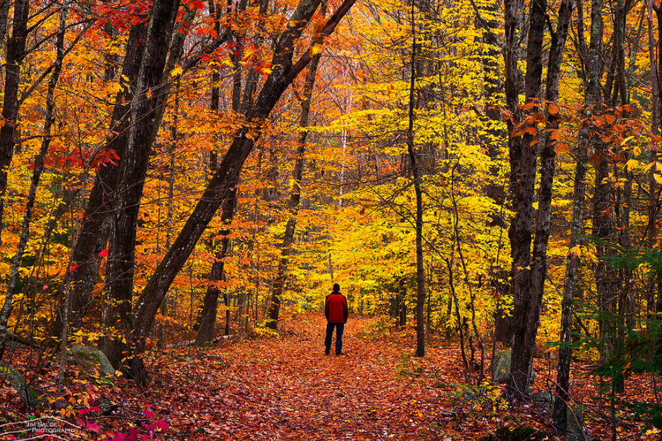 A person in an orange jacket stands on a forest path surrounded by trees with vibrant autumn foliage in shades of yellow and orange.