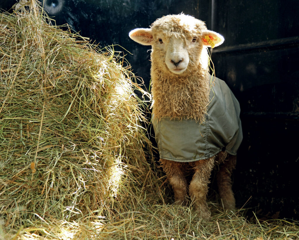 A sheep with curly wool wearing a coat stands next to a large pile of hay in a dimly lit area.