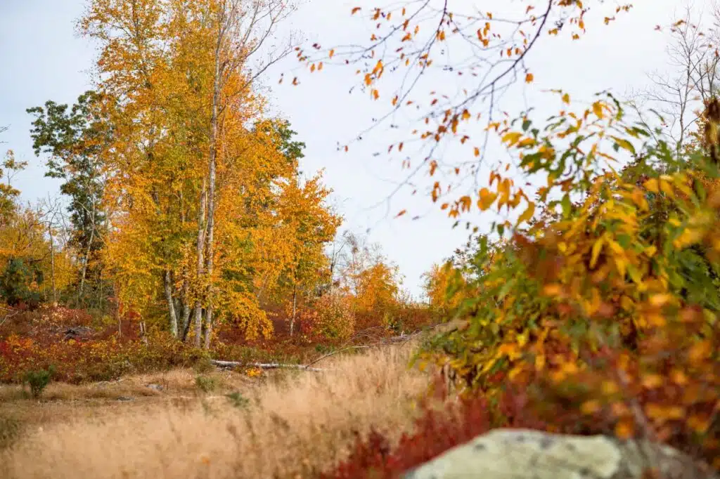 Autumn trees with yellow and orange leaves beside a grassy path under a pale sky.