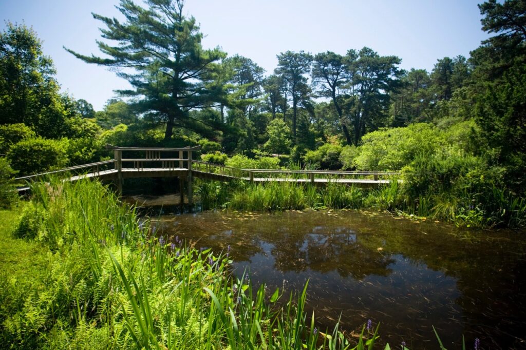 A wooden boardwalk crosses over a small pond surrounded by dense green vegetation and tall trees under a clear sky.