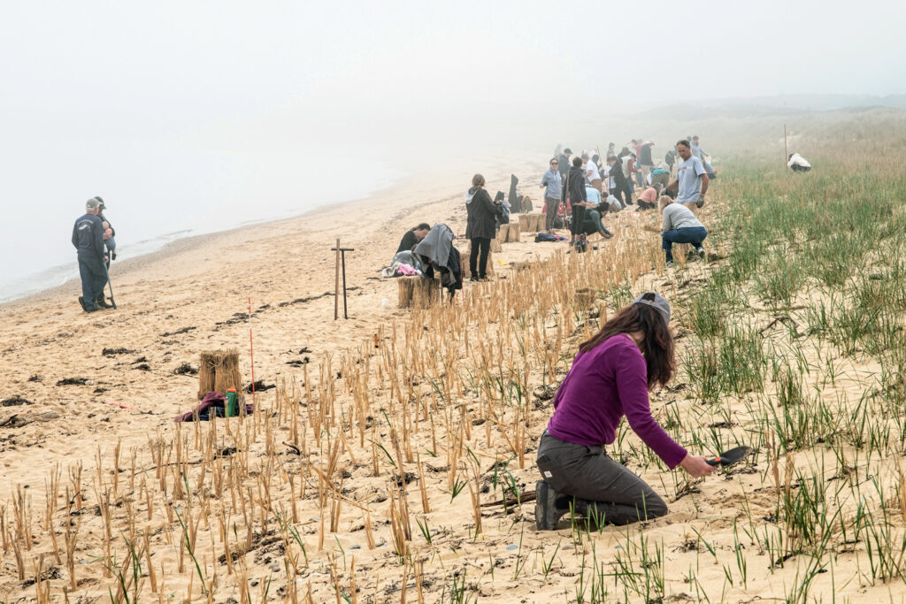 People planting grass on a foggy beach to prevent erosion, with tools and wooden stakes in the sand.