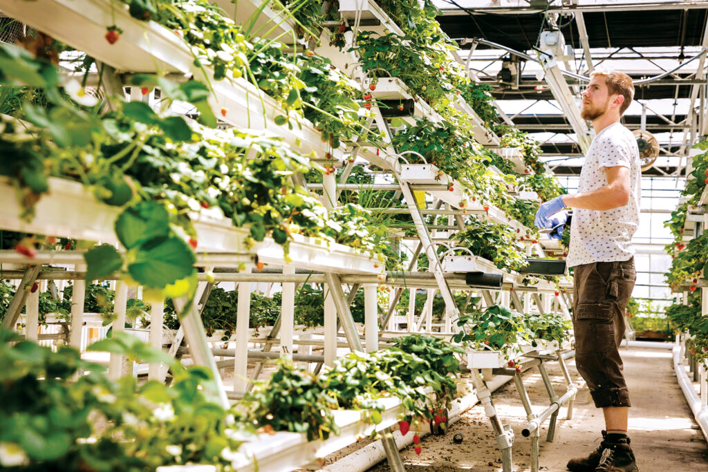 A man tends to rows of strawberry plants in a bright, modern greenhouse.