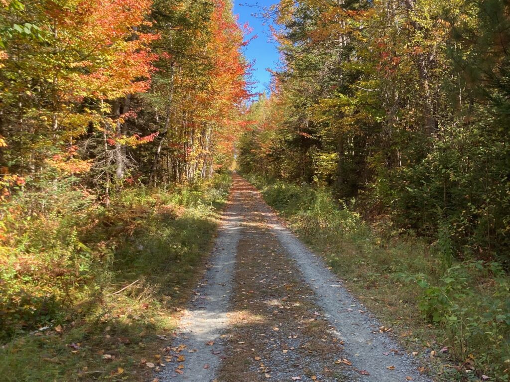A gravel path leads through a forest with trees showing autumn foliage under a clear blue sky.