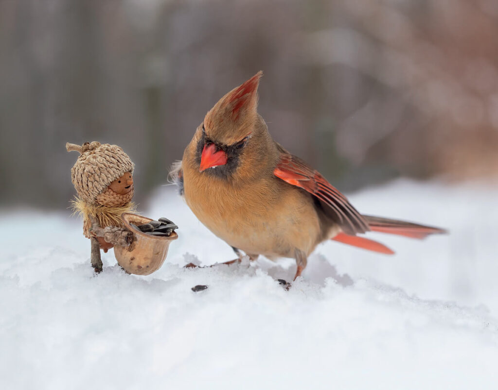 A female cardinal stands in snow next to a small, hat-wearing figurine holding sunflower seeds.