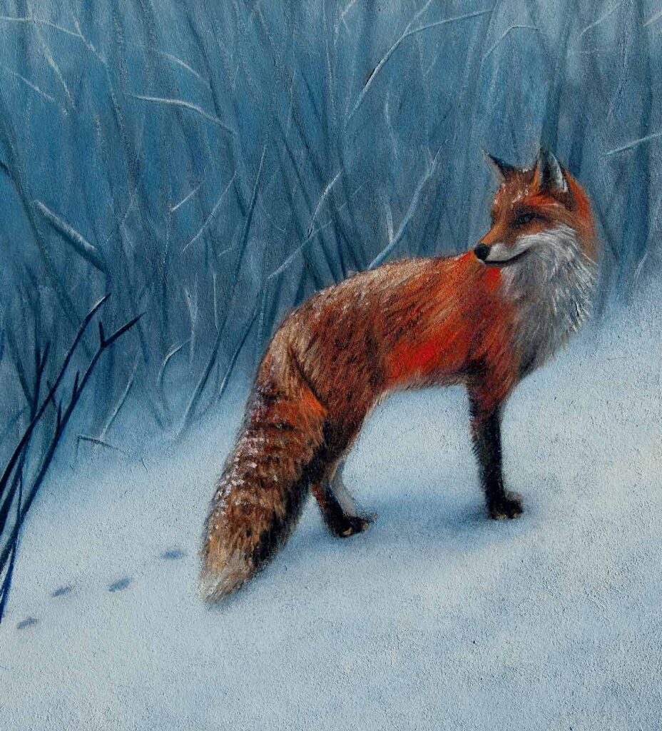 A red fox stands in snowy woods, looking back, with paw prints trailing behind in the snow.