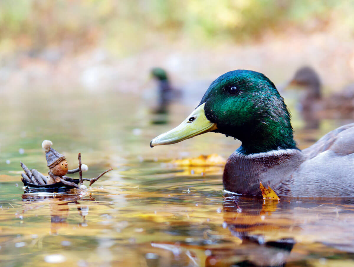 The Fantastic Forager: How Rhode Island Artist David M. Bird Turns ...