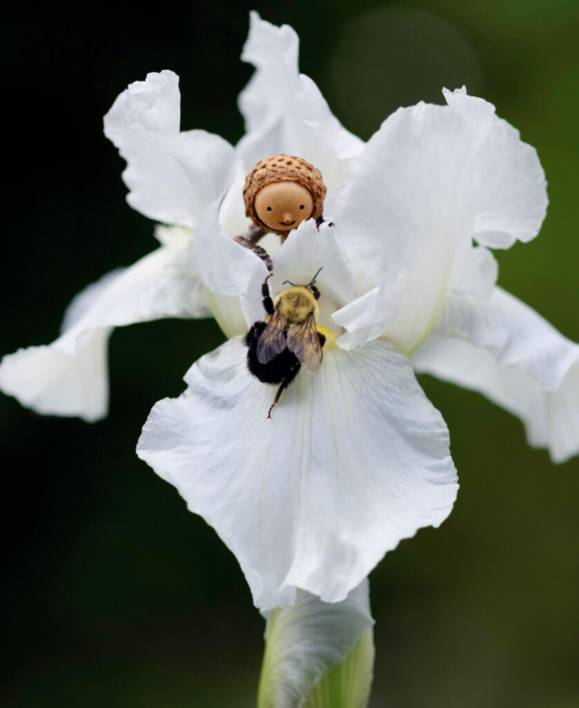 A bee and a small acorn cap figure on a white iris flower, with a blurred green background.