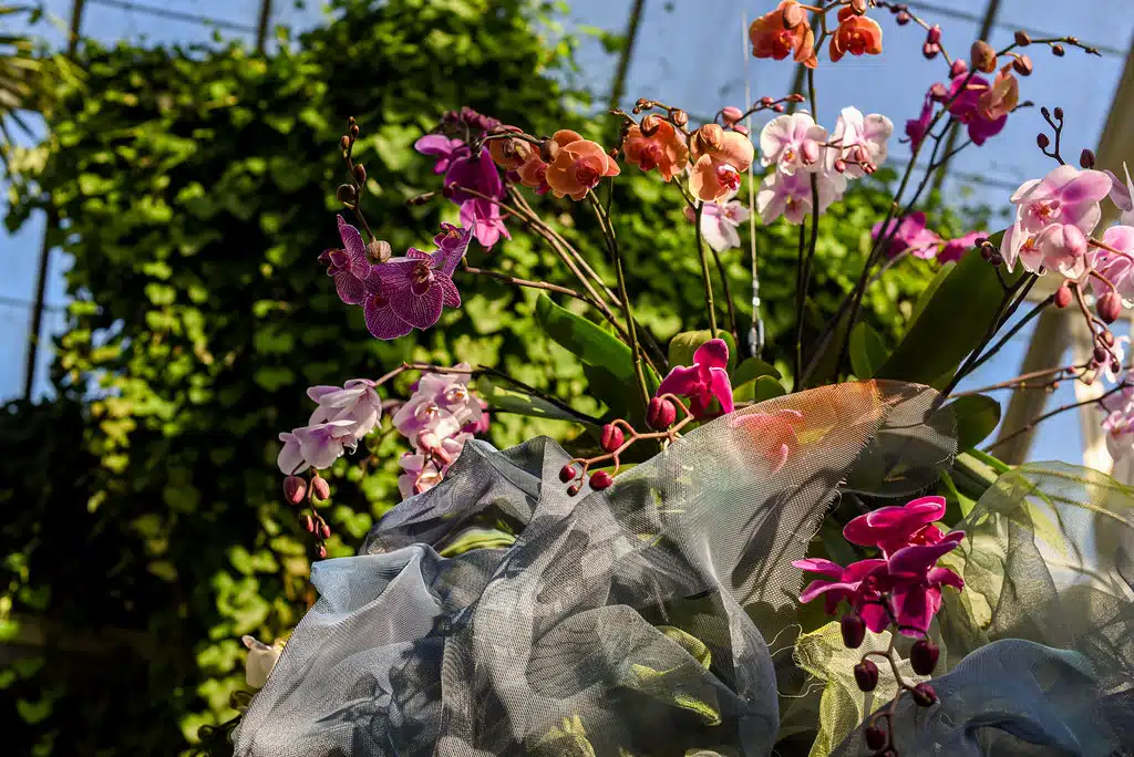 Colorful orchids arranged with sheer fabric, set against a background of green plants and sunlight.
