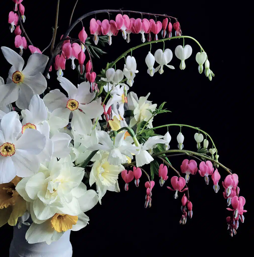 A bouquet of white daffodils and pink and white bleeding heart flowers against a black background.