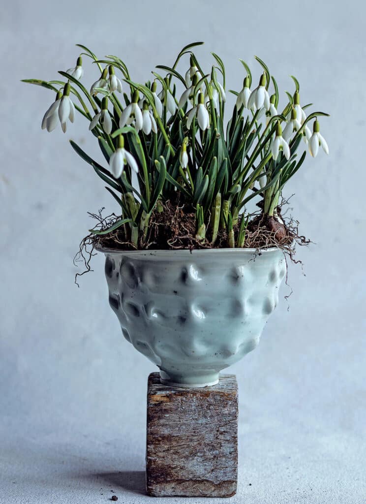 White snowdrop flowers in a textured ceramic pot placed on a small wooden block against a light background.