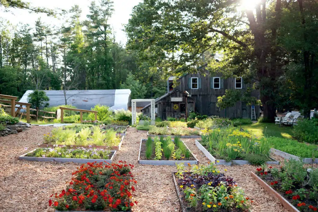 Raised garden beds with flowers and vegetables, a rustic shed, and trees in bright sunlight.