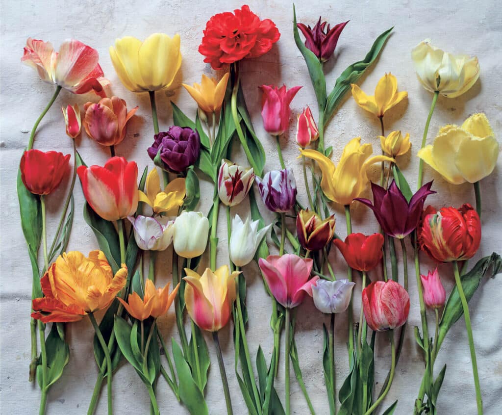 Connecticut ceramic artist Frances Palmer. Assorted colorful tulips and flowers arranged on a light textured surface, viewed from above.