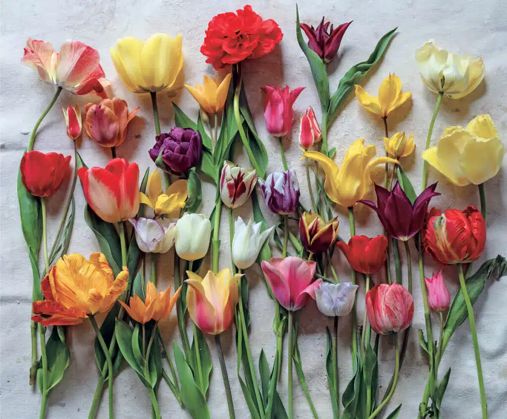 Connecticut ceramic artist Frances Palmer. Assorted colorful tulips and flowers arranged on a light textured surface, viewed from above.