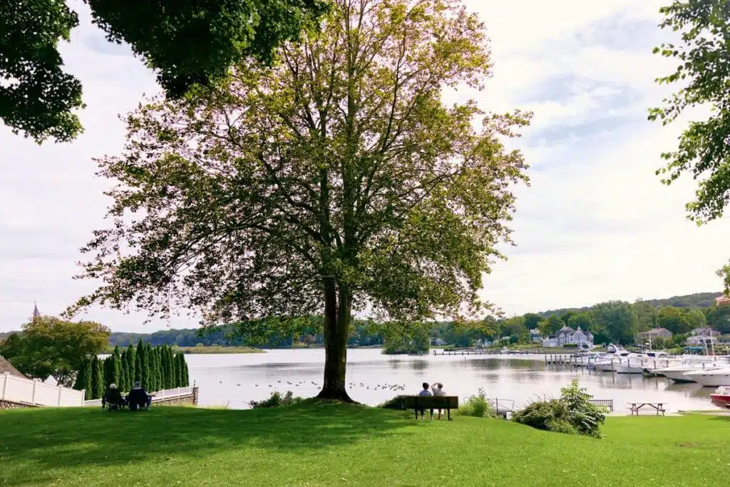 A large tree shades two benches by a calm riverside, with boats and houses in the background.