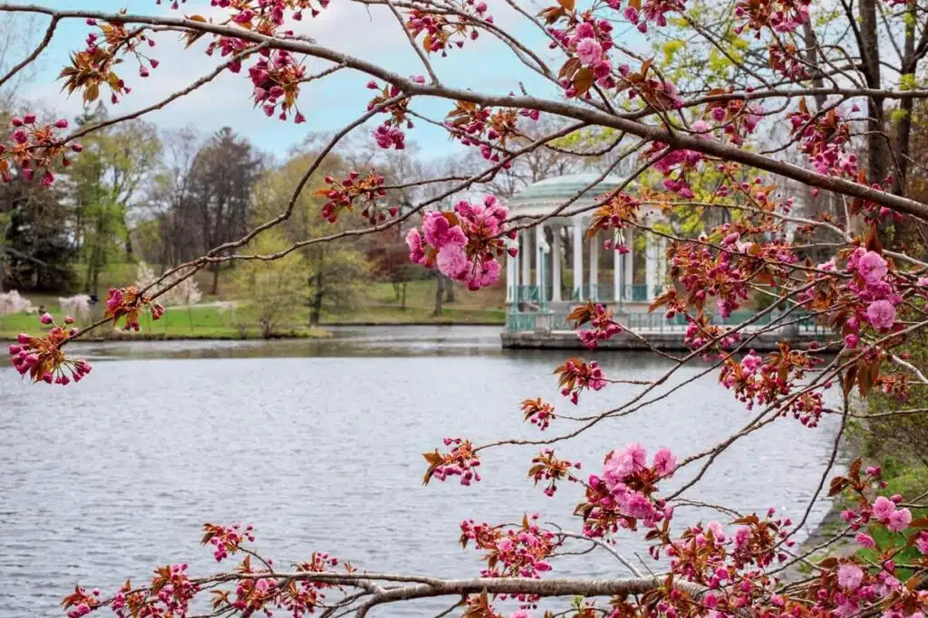 Pink cherry blossoms frame a lake with a white gazebo in the background on a spring day in at Roger Williams Park in Providence, Rhode Island.