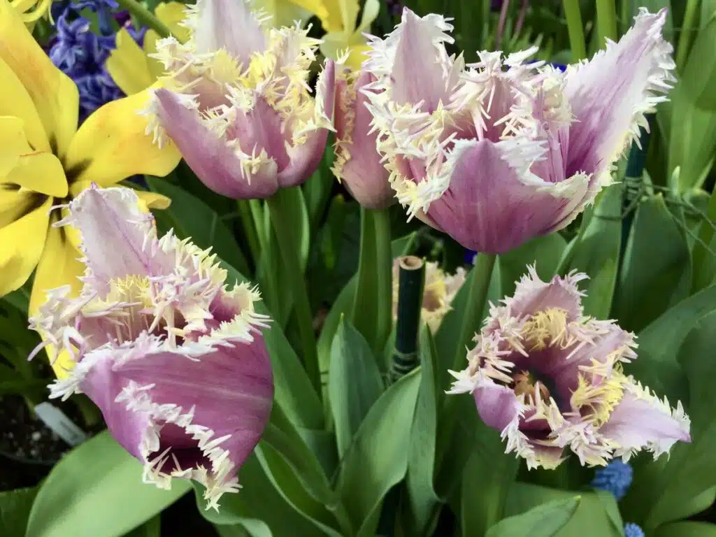 Spring Bulb Show at Smith College; March in. New England