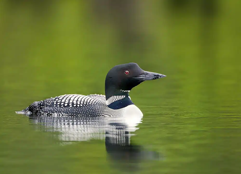 Guide to New Hampshire Loons
