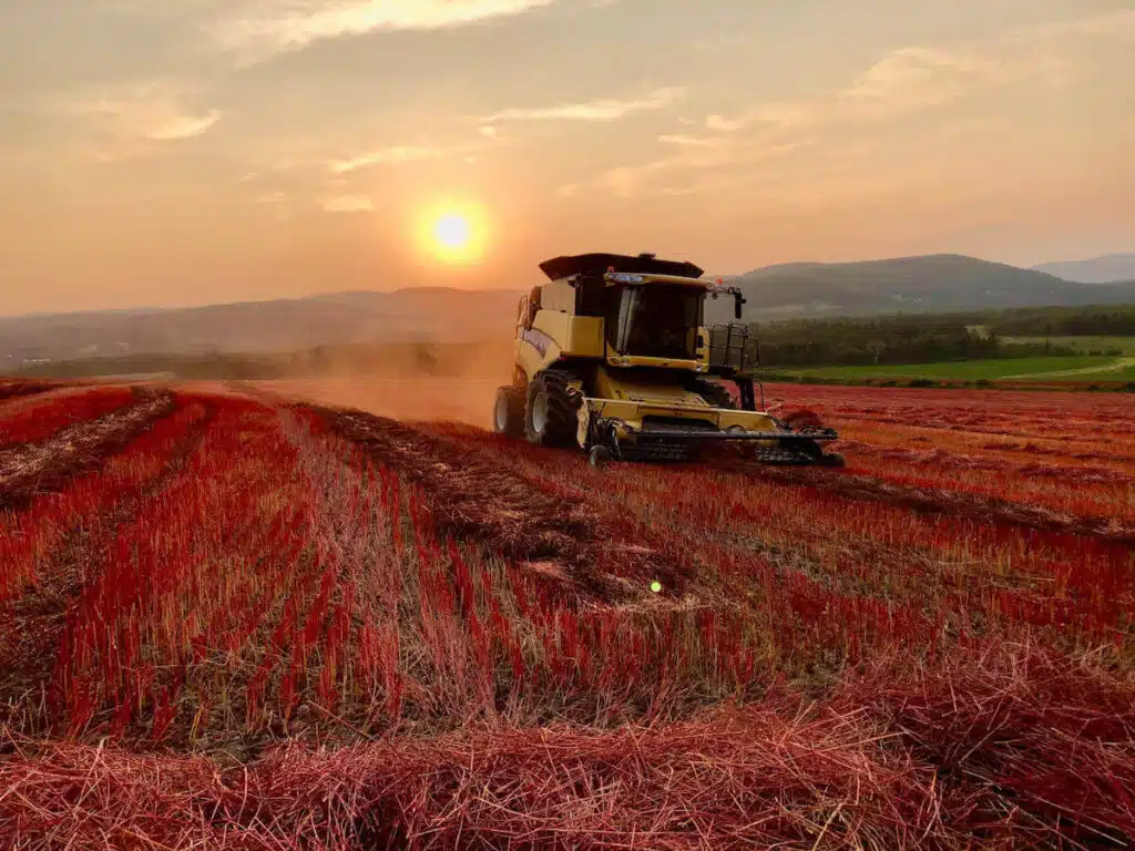 A combine harvester works in a field at sunset, with red crop rows and distant hills in the background.