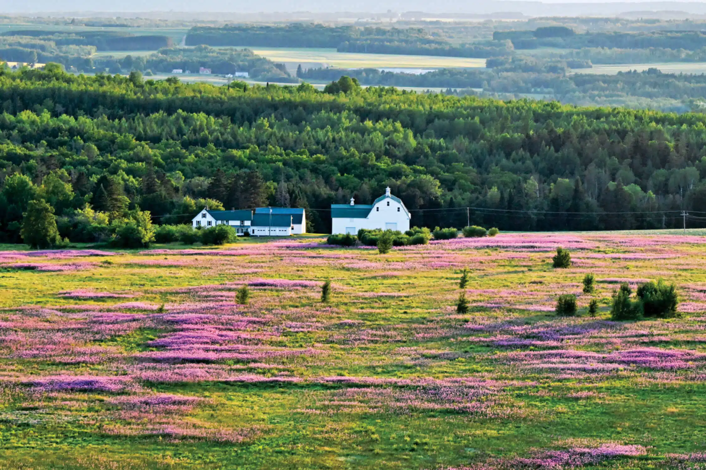 Blossom Season in the Crown of Maine