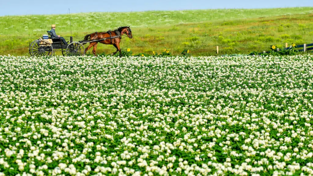 A person rides a horse-drawn buggy past a lush field of blooming white flowers on a sunny day.