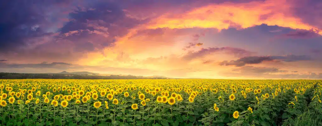 A vast field of blooming sunflowers under a dramatic, colorful sunset sky.