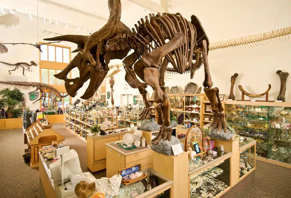 A large dinosaur skeleton towers over glass display cases filled with rocks and fossils in a museum gift shop.