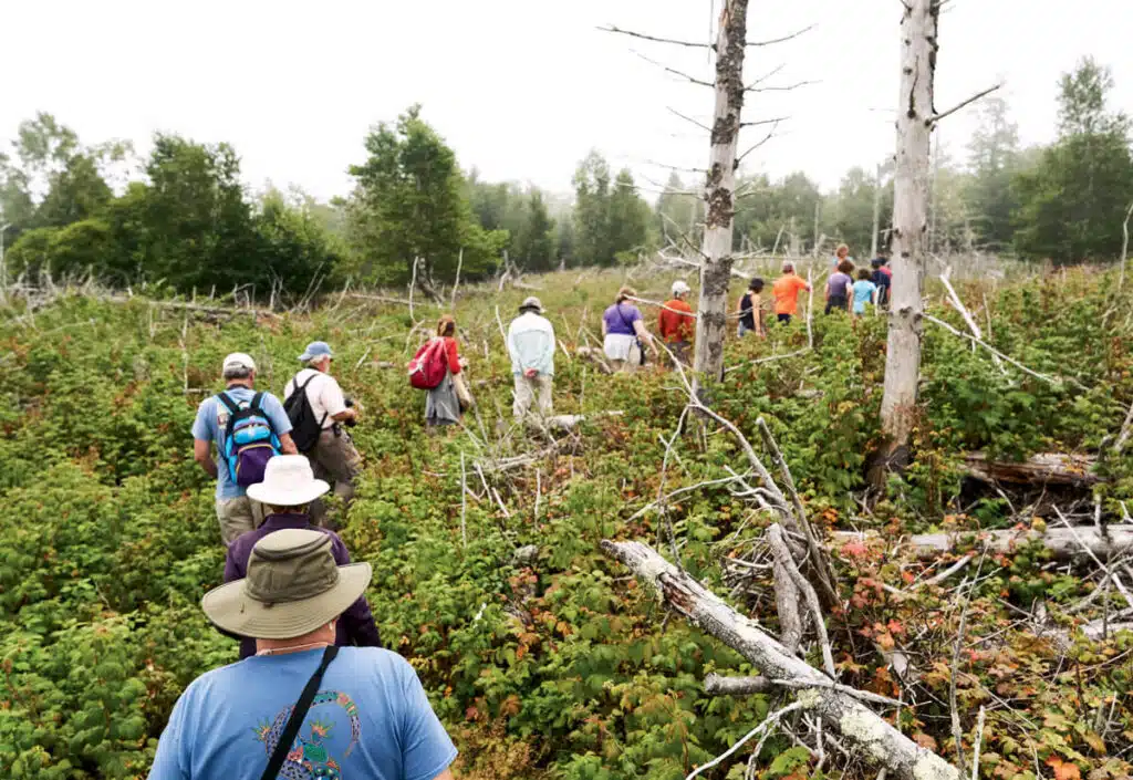 12 New England Learning Vacations. A group of people hike through a dense, overgrown forest area with fallen trees and green foliage.
