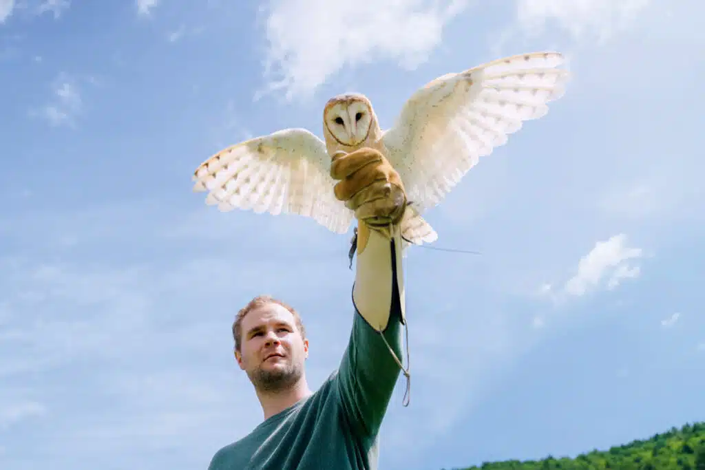 12 New England Learning Vacations. A man wearing a glove holds a barn owl with outstretched wings against a blue sky.