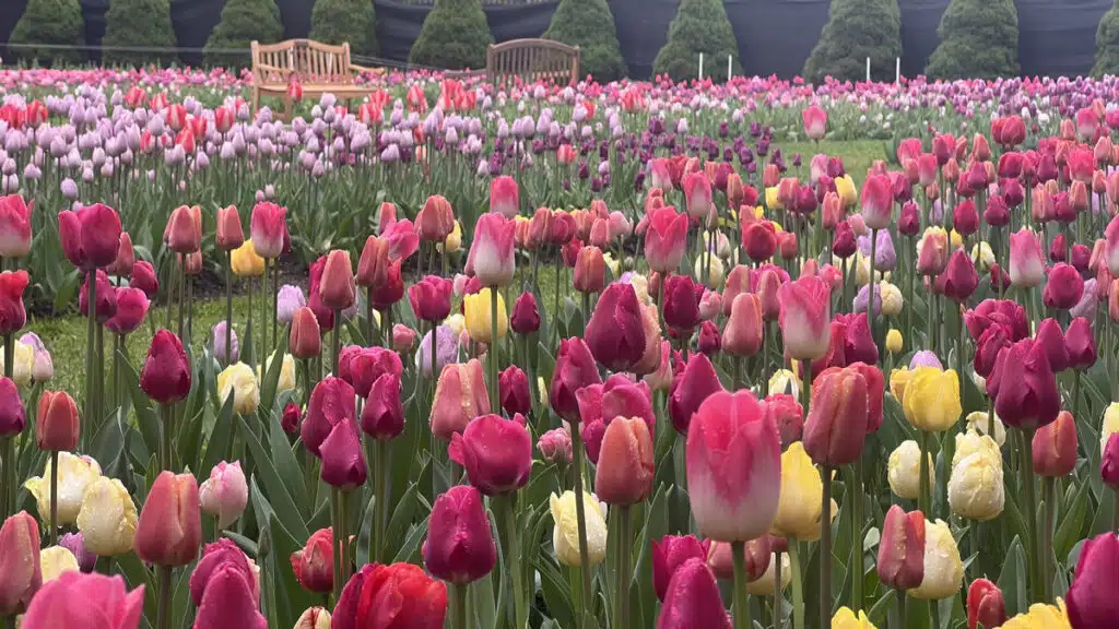A colorful field of tulips with benches and trimmed trees in the background.