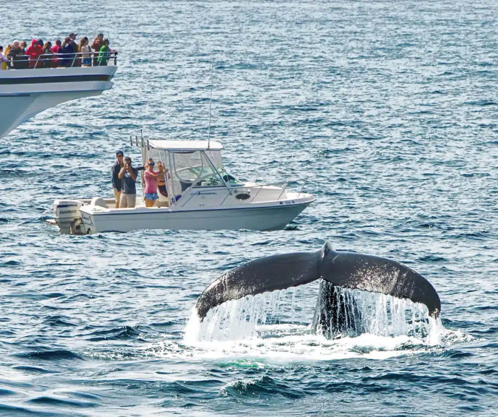 A whale’s tail rises from the ocean as people on boats nearby watch and take photos.