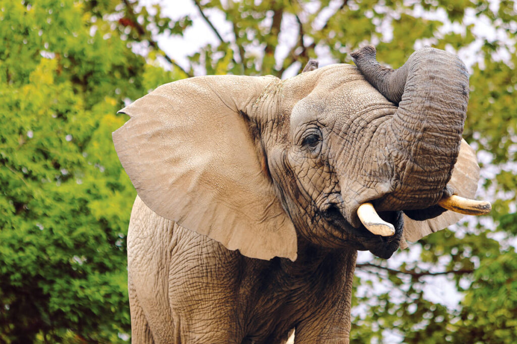 An elephant raising its trunk with large ears flared, standing in front of green leafy trees.
