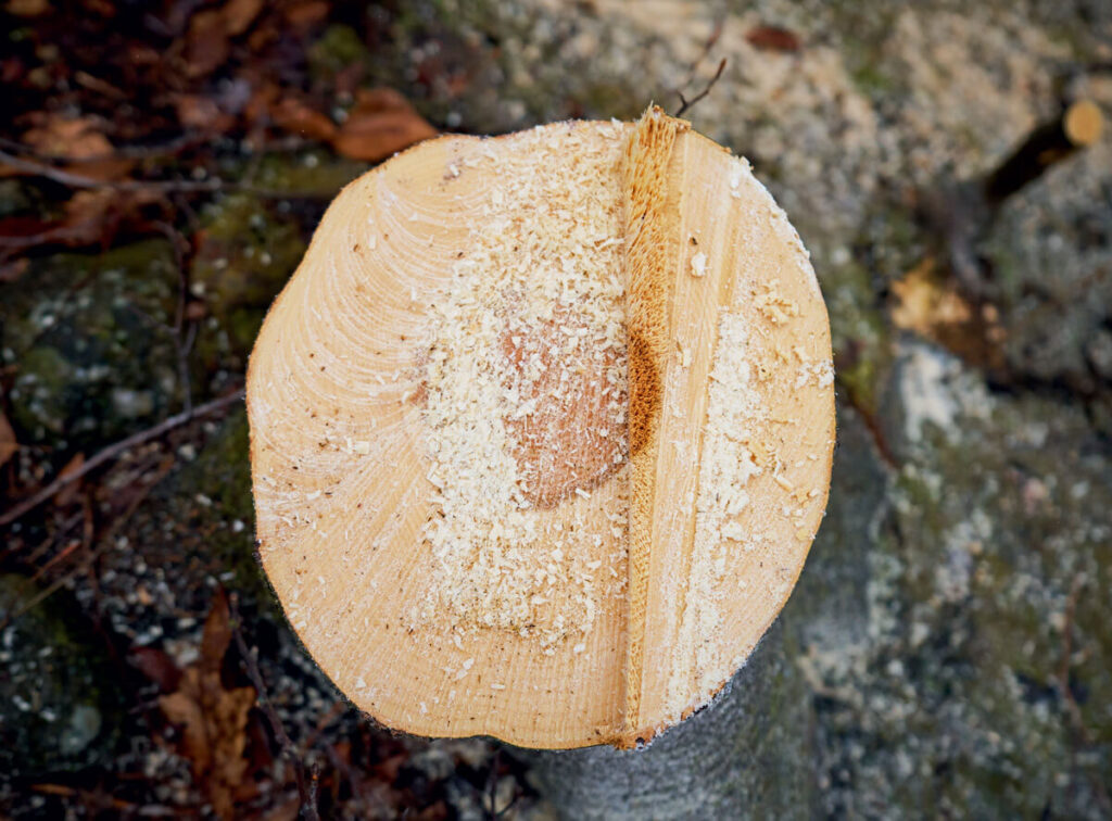 Freshly cut tree stump with sawdust on top, showing visible growth rings and a clean cut surface.