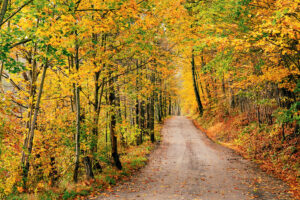 A dirt path winds through a forest with vibrant yellow and orange autumn leaves on the trees.