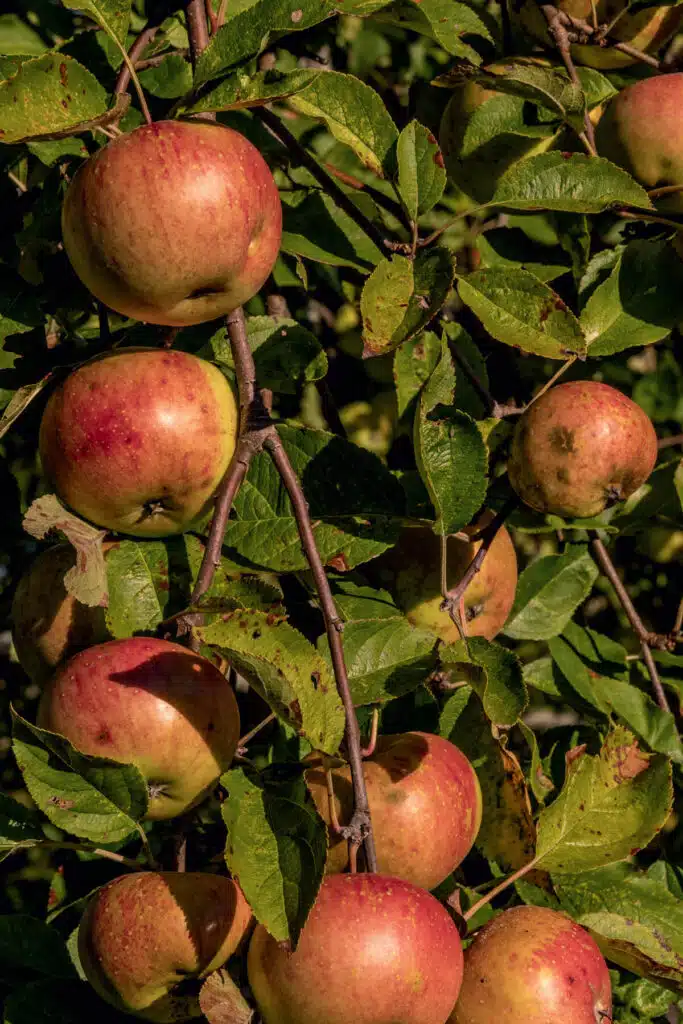 Red apples growing on a tree with green leaves in bright sunlight.